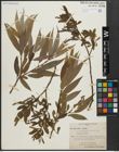 Foto von Salix alba L. x Salix fragilis L.